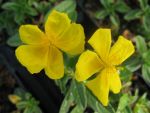 helianthemum-sterntaler