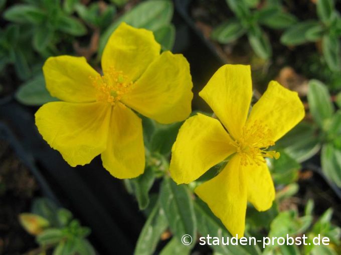 Helianthemum 'Sterntaler' - Sonnenröschen