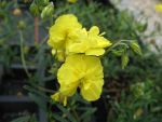 helianthemum-sulphureum-plenum