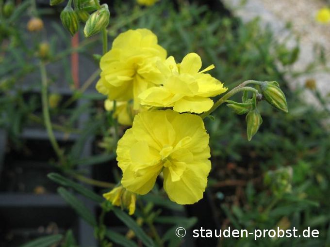 Helianthemum 'Sulphureum Plenum' - Sonnenröschen