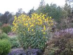 helianthus-atrorubens-giganteus-2