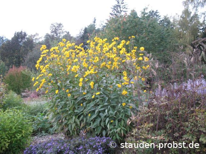 Helianthus atrorubens 'Giganteus' - Staudensonnenblume