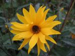 helianthus-atrorubens-giganteus