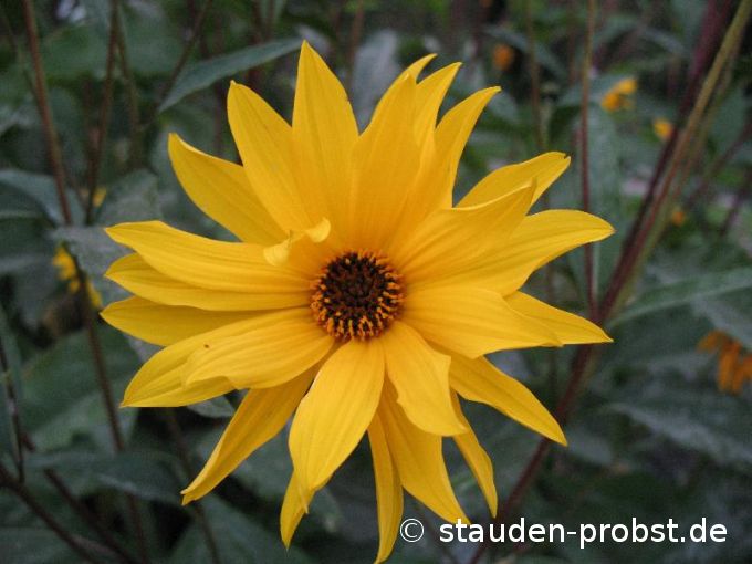 Helianthus atrorubens 'Giganteus' - Staudensonnenblume