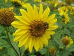 helianthus-decapetalus-capenoch-star-3