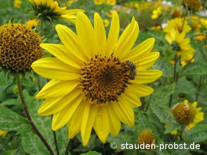 Helianthus decapetalus 'Capenoch Star' - Staudensonnenblume
