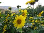 helianthus-decapetalus-capenoch-star
