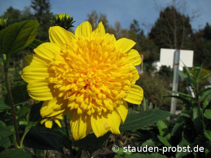 Helianthus decapetalus 'Happy Days' - Staudensonnenblume