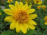 helianthus-decapetalus-meteor