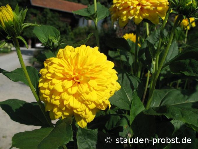Helianthus decapetalus 'Soleil d'Or' - Staudensonnenblume