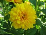 helianthus-decapetalus-soleil-d-or-3