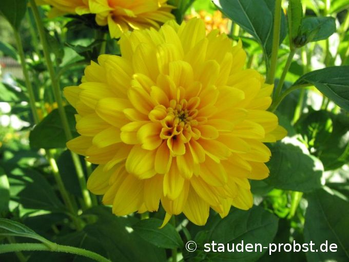 Helianthus decapetalus 'Soleil d'Or' - Staudensonnenblume