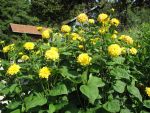 helianthus-decapetalus-soleil-d-or