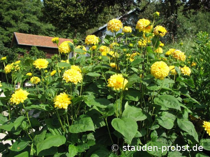 Helianthus decapetalus 'Soleil d'Or' - Staudensonnenblume