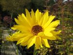 helianthus-goldack