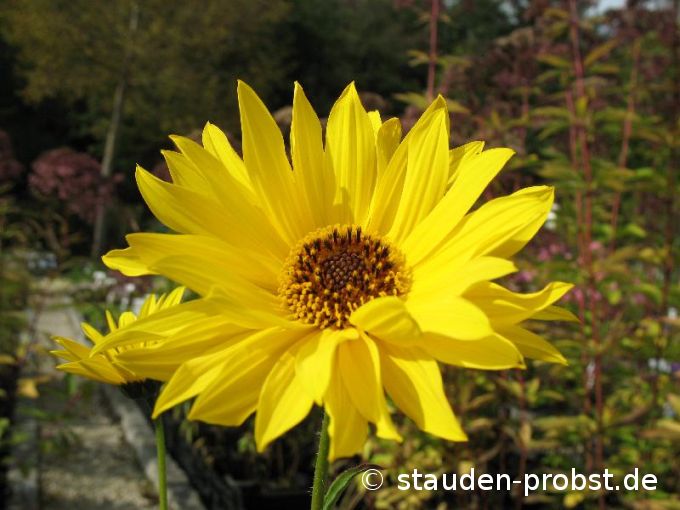 Helianthus 'Goldack' - Sonnenblume