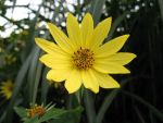 helianthus-microcephalus-lemon-queen-2