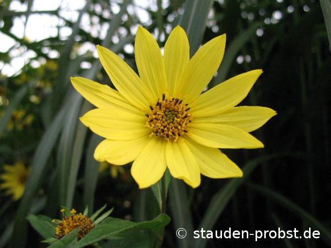 Helianthus microcephalus 'Lemon Queen' - Sonnenblume

