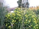 helianthus-microcephalus-lemon-queen