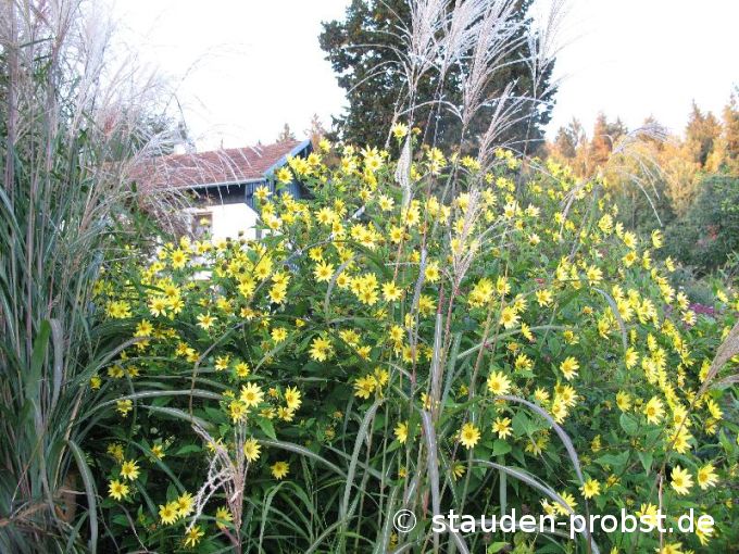 Helianthus microcephalus 'Lemon Queen' - Sonnenblume
