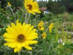helianthus-mollis-2