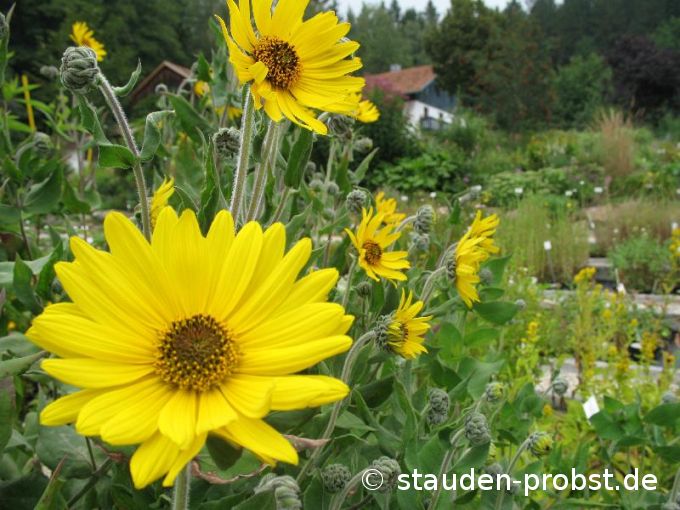 Helianthus mollis - Behaarte Staudensonnenblume