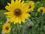 helianthus-mollis