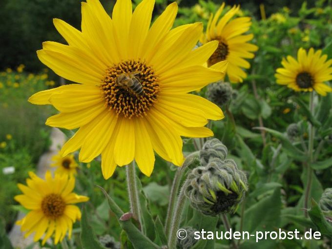 Helianthus mollis - Behaarte Staudensonnenblume