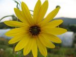 helianthus-orgyalis