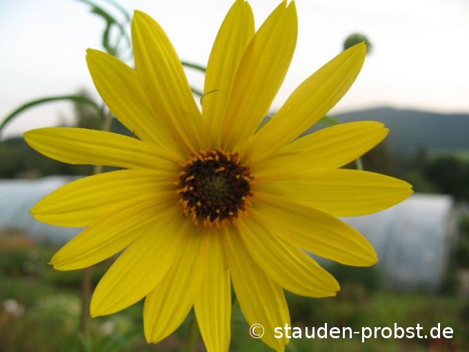 Helianthus orgyalis - Weidenblättrige Sonnenblume