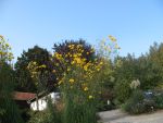 helianthus-salicifolius-4