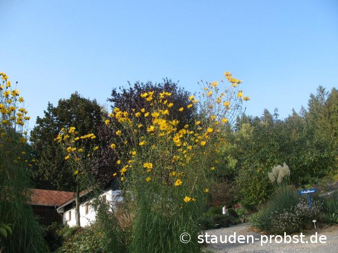 Helianthus salicifolius - Weidenblättrige Sonnenblume