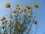 helianthus-salicifolius-5