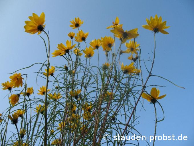 Helianthus salicifolius - Weidenblättrige Sonnenblume