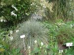 helictotrichon-sempervirens-saphirsprudel