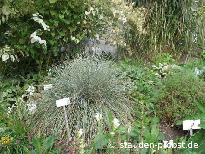Helictotrichon sempervirens 'Saphirsprudel' - Blaustrahlhafer