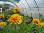heliopsis-asahi-2