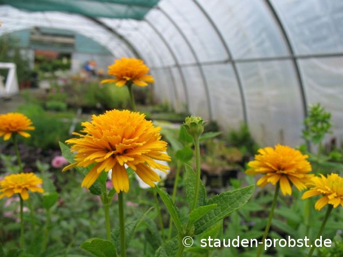 Heliopsis helianthoides var. scabra 'Asahi' - Sonnenauge