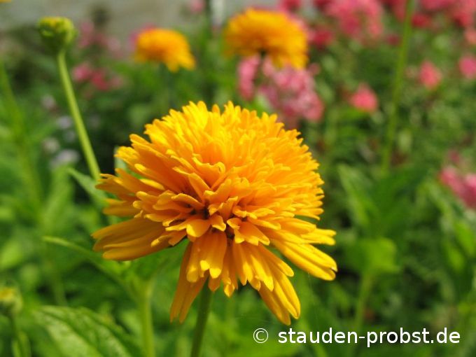 Heliopsis helianthoides var. scabra 'Asahi' - Sonnenauge