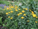 heliopsis-goldgefieder-2