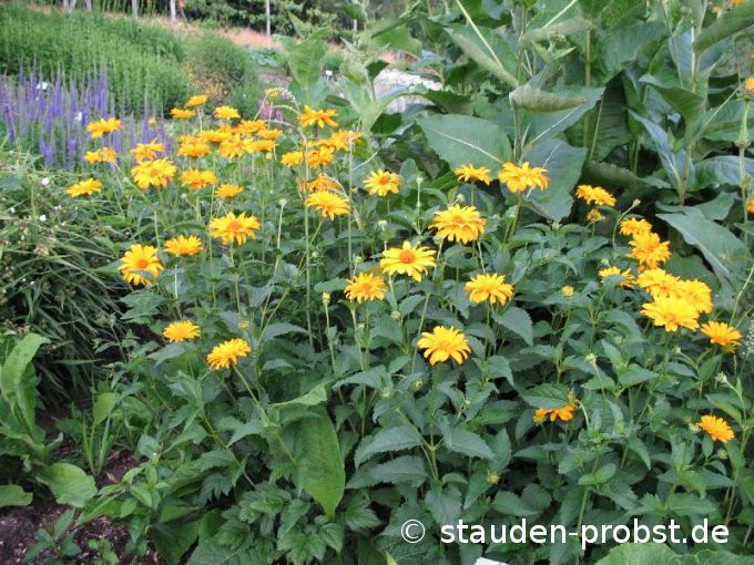 Heliopsis 'Goldgefieder' - Sonnenauge