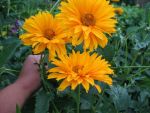 heliopsis-goldgefieder-4