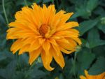heliopsis-goldgefieder