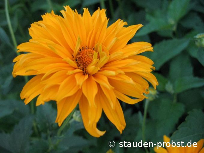 Heliopsis 'Goldgefieder' - Sonnenauge