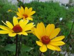 heliopsis-prairy-sunset-2
