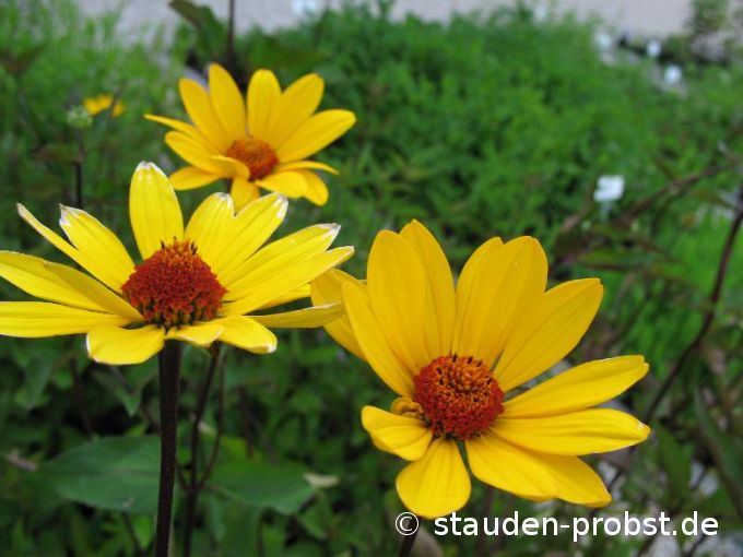 Heliopsis 'Prairy Sunset' - Sonnenauge