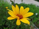 heliopsis-prairy-sunset