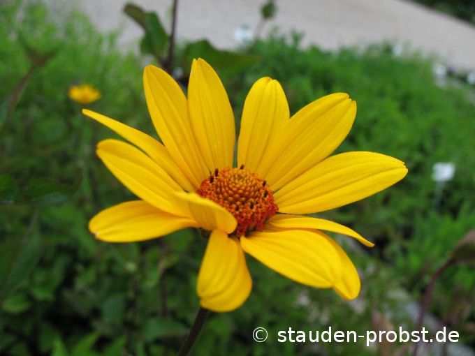 Heliopsis 'Prairy Sunset' - Sonnenauge