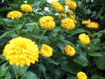 heliopsis-sommerball-2