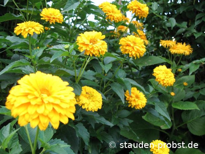 Heliopsis 'Sommerball' - Sonnenauge